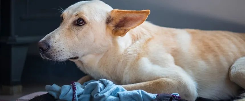 Dog lying down looking anxious with worried expression