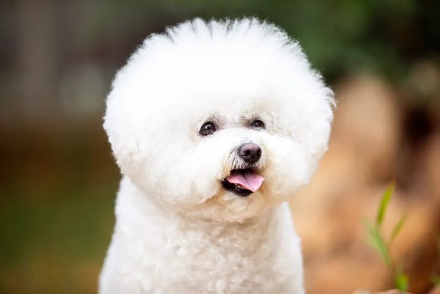 Fluffy white Bichon Frise hypoallergenic dog