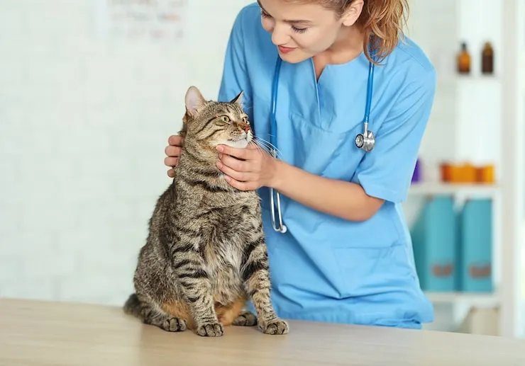 A cat being examined by a veterinarian
