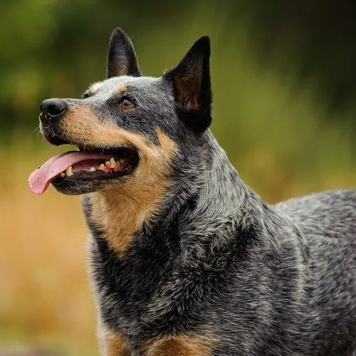 Australian Cattle Dog Blue Heeler alert and energetic