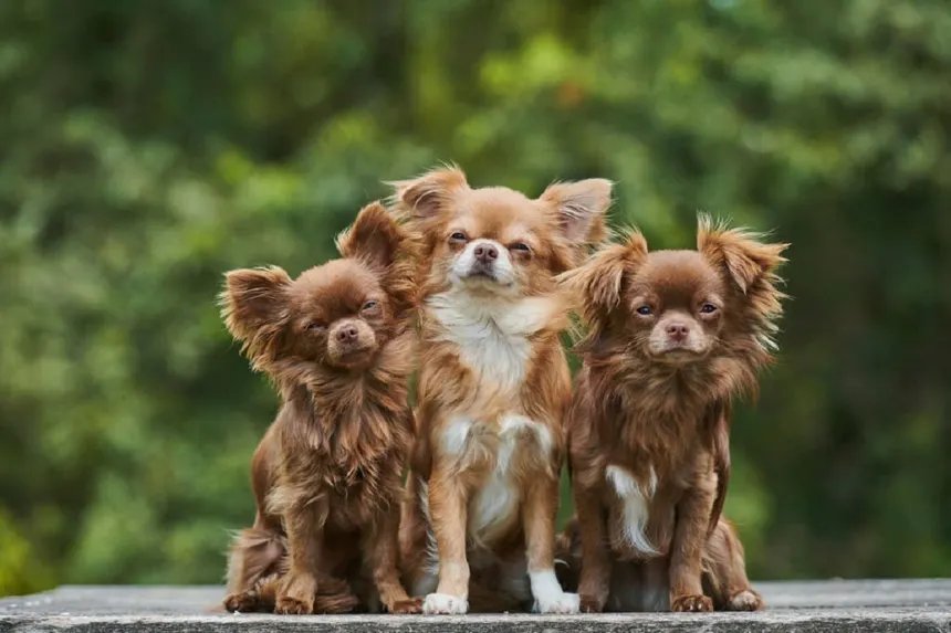 Three Chihuahuas sitting together - one of the longest-lived dog breeds
