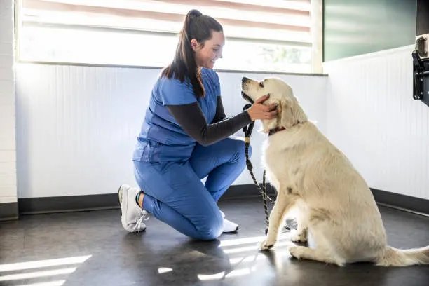 Dog having hips examined at the veterinarian