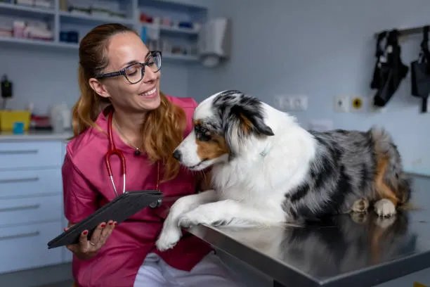 Dog being examined at vet clinic