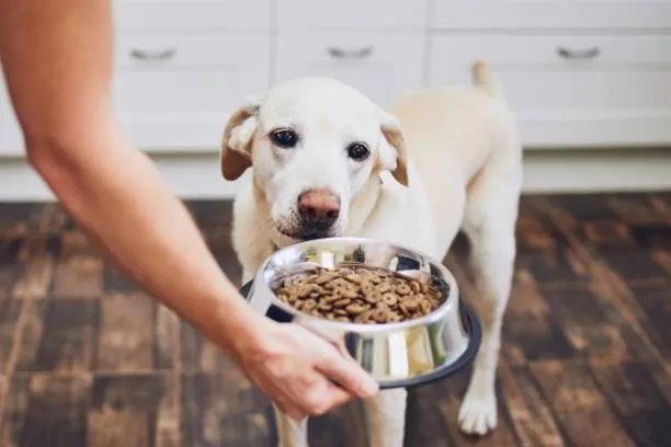 Owner feeding Labrador from bowl in kitchen