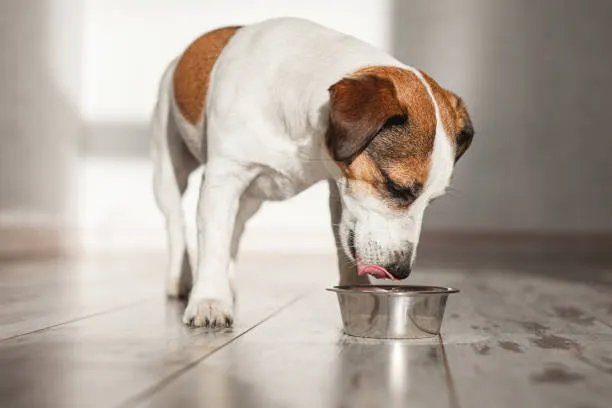 Dog eating from a stainless steel bowl