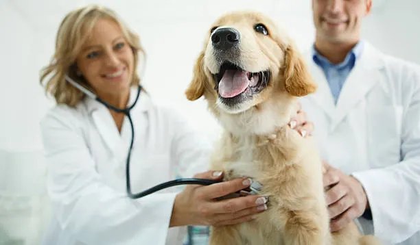 Dog being examined at the vet with insurance coverage