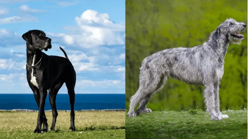 Great Dane and Irish Wolfhound side by side - two of the shortest-lived dog breeds