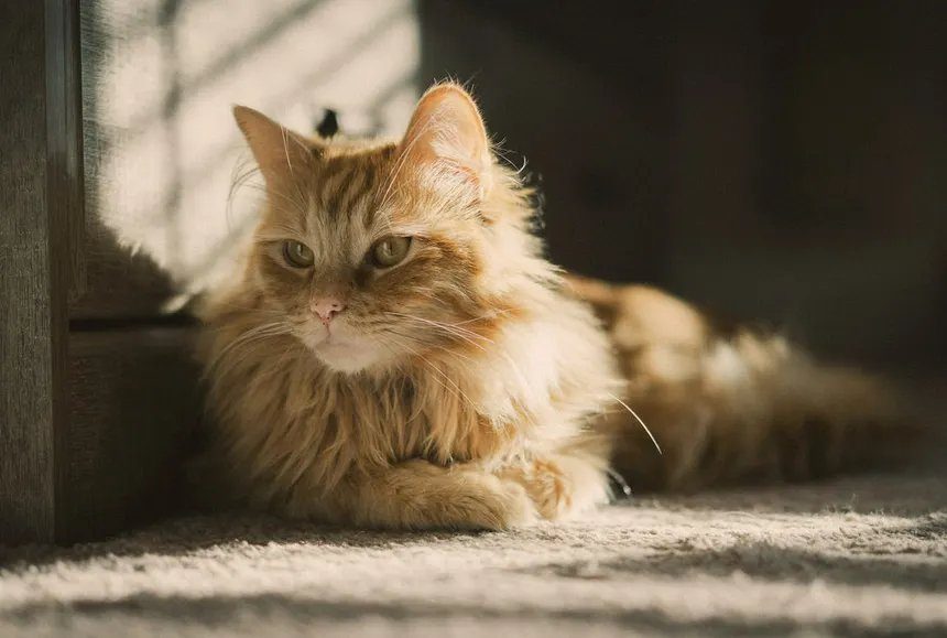 A content long-haired ginger cat resting in warm sunlight