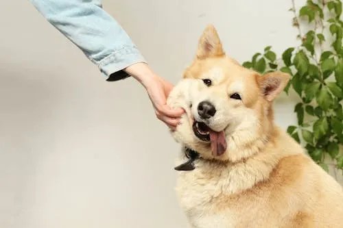 Happy healthy dog covered by the best pet insurance for dogs