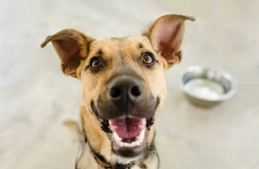 Happy dog with top rated pet insurance