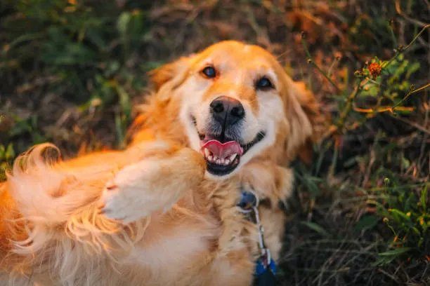 Happy golden retriever in warm evening light