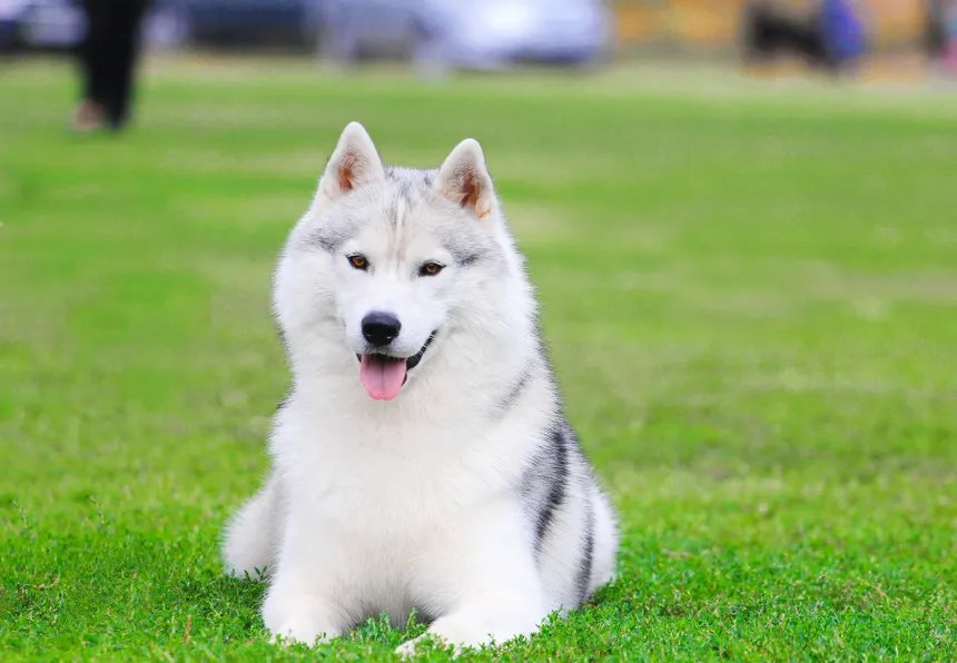 Siberian Husky lying on green grass looking healthy and happy