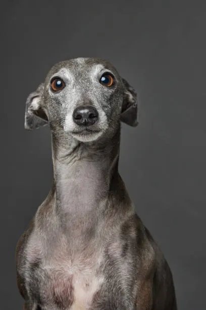 Italian Greyhound sleek grey dog expressive eyes