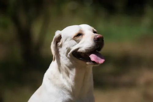 Yellow Labrador Retriever happy and alert outdoors