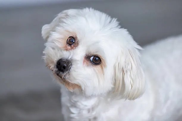 Maltese small white dog with soulful eyes