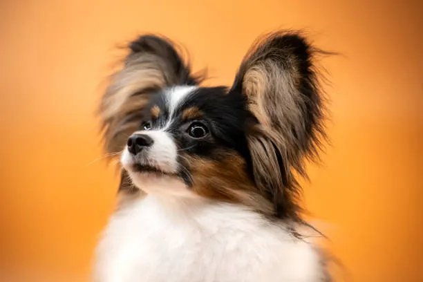 Papillon dog with distinctive butterfly ears on orange background