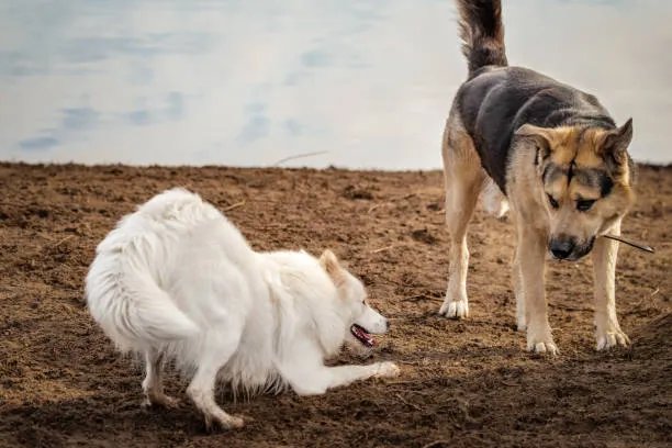 White dog doing play bow inviting German Shepherd mix to play