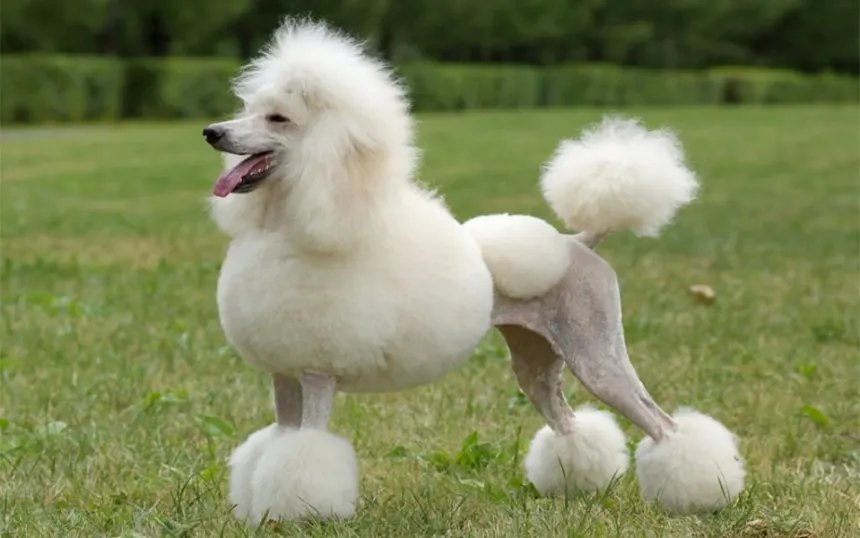 Standard Poodle elegant and intelligent standing on grass