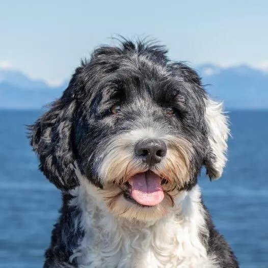 Portuguese Water Dog black and white by the water