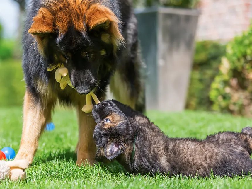Puppy and adult dog with pet insurance coverage