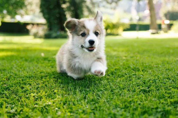 A corgi puppy running happily through grass