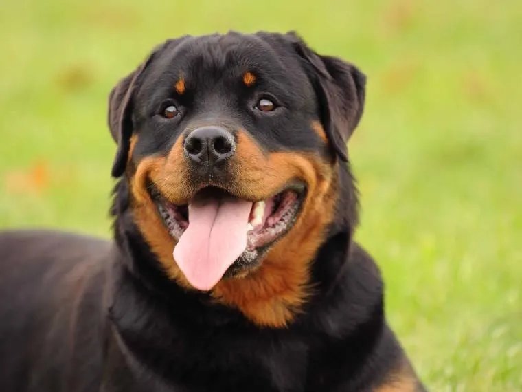 Rottweiler calm and confident portrait on grass