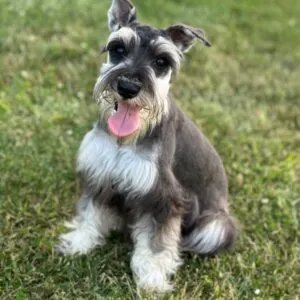 Miniature Schnauzer puppy on grass happy