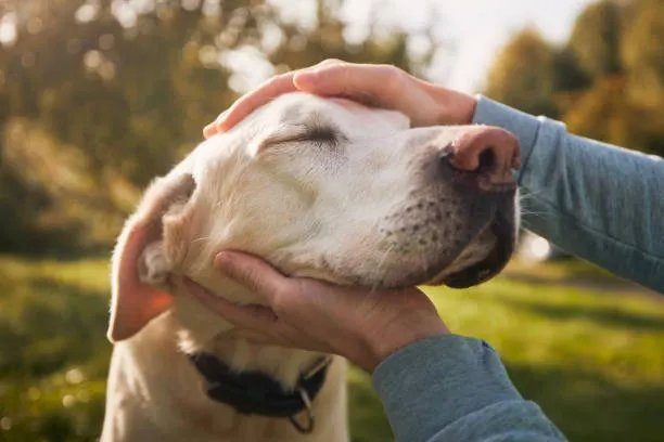 A senior labrador being gently petted outdoors in golden light