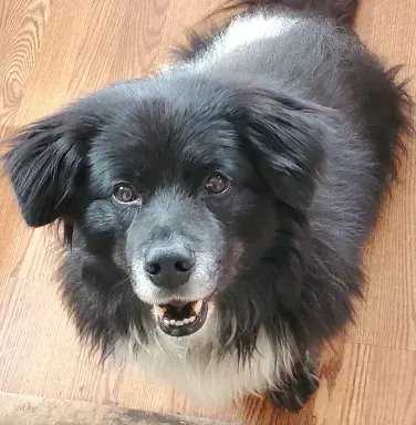 Dog with Lemonade pet insurance coverage