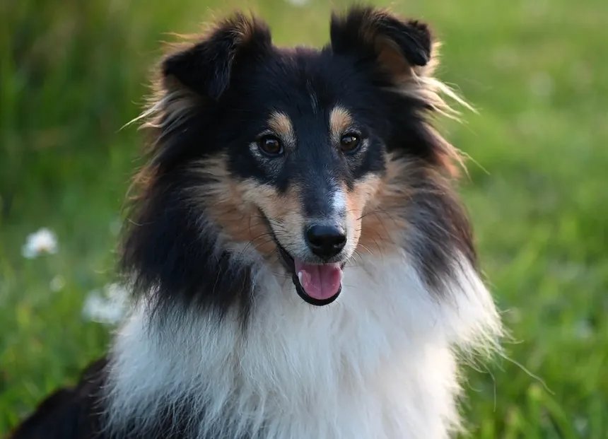 Shetland Sheepdog Sheltie fluffy and intelligent on grass
