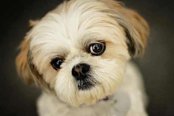 Shih Tzu adorable puppy looking up