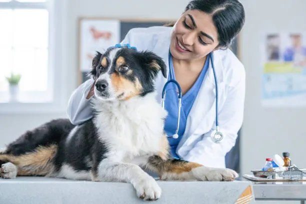 Veterinarian examining a dog during a checkup