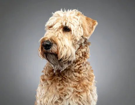 Soft Coated Wheaten Terrier fluffy portrait