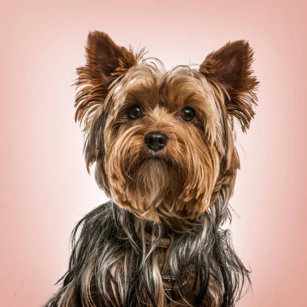 Yorkshire Terrier elegant portrait pink background